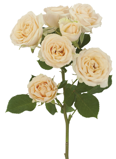 ROSE BR. SALINERO 50